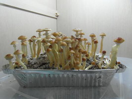 SAM_2208.JPG
