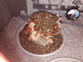 IMG_20160309_004402.jpg