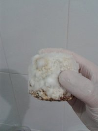 contaminações jogadas fora 2 - bolo do GT4.jpg