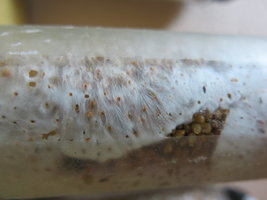 IMG_7350.JPG