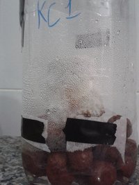 contaminações enterradas 2 - terrário KC1.jpg