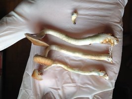 IMG_2566.JPG