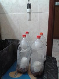 terrários.jpg