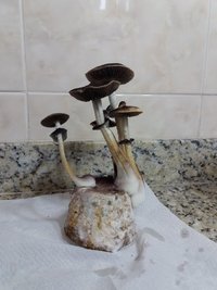 GT2 contaminado a.jpg