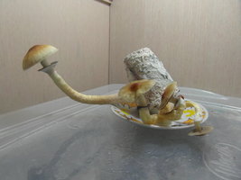 SAM_2240.JPG