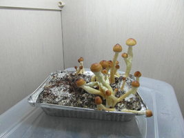 SAM_2280.JPG