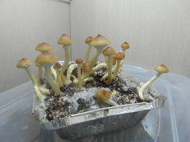 SAM_2304.JPG