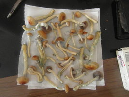 SAM_2320.JPG