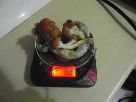 SAM_2303.JPG