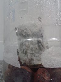 KC3 contaminação a.jpg