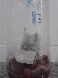 KC3 contaminação c.jpg