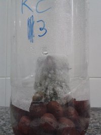 KC3 contaminação b.jpg