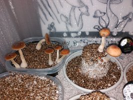IMG_20160322_163143.jpg