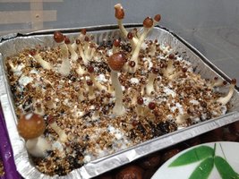 IMG_2636.JPG