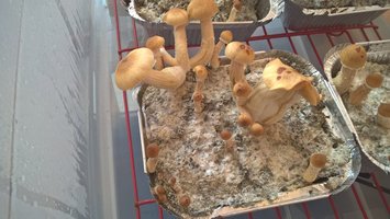 WP_20160327_15_18_07_Pro_LI.jpg