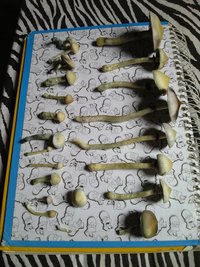 CAM01147.jpg