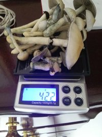 CAM01150.jpg