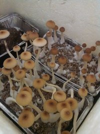 IMG_20160405_063209.jpg