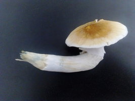 DSC_1930.JPG
