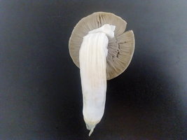 DSC_1931.JPG