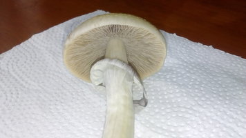DSC_2049.JPG