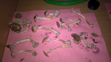 2016-04-29 14.04.57.jpg