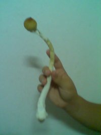 Cogomelo1.jpg