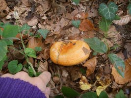 Lactarius deterrimus.JPG