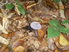 Laccaria Amethystina.JPG