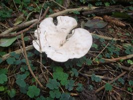 Leucopaxillus Giganteus.JPG