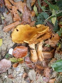 lactarius lilacinus.JPG