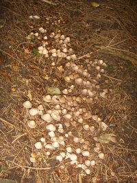 Mycena  Inclinata.JPG