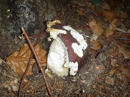 Russula.JPG