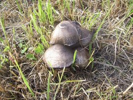 Entoloma Clypeatum.JPG