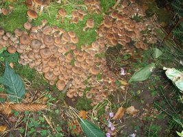 Armillaria Mellea.JPG