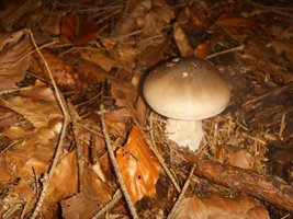 Clitocybe nebularis.JPG