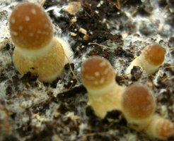 pins1close.jpg