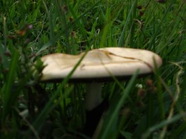 DSC02348.jpg