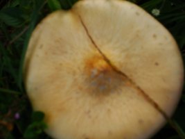 DSC02349.jpg