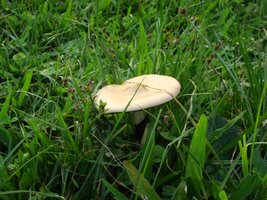 DSC02350.jpg