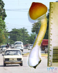 gigante.jpg