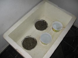 Casings BHT.JPG