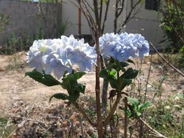 Flores1.JPG