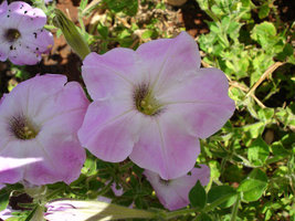 DSC01990.jpg