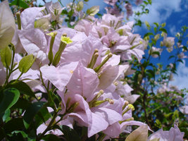 DSC09946.jpg