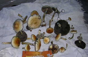 DSCN0162.JPG