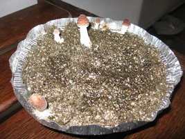 Cogumelos Crescendo 004.JPG