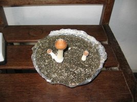 Cogumelos Crescendo 002.JPG