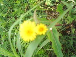 Imagem 043.jpg