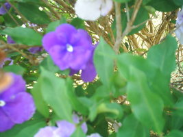 Imagem 056.jpg
